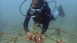 Kenya : les pêcheurs de Wasini s'engagent dans la restauration des herbiers marins