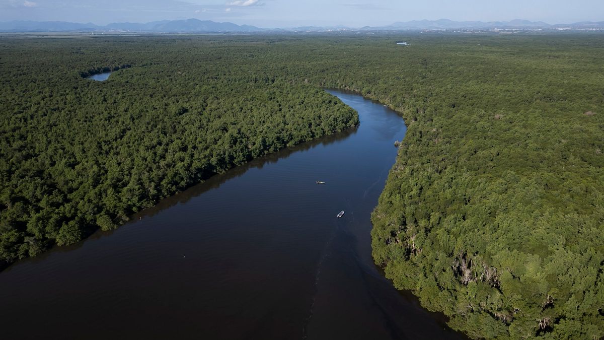 ‘Frightening statistic’: More than 1 in 3 tree species worldwide at risk of extinction