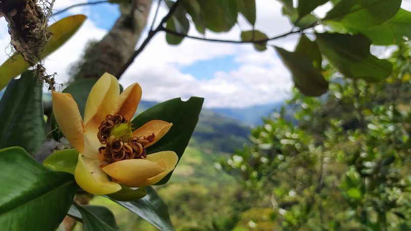 Magnolia polyhypsophylla në Kolumbi.