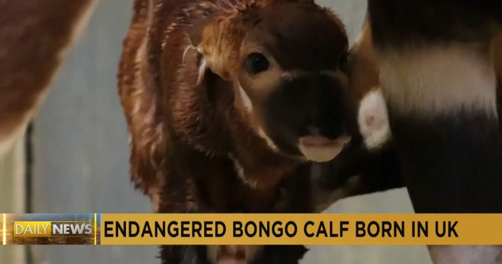 Critically-endangered bongo antelope calf born in British safari park