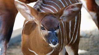 Angleterre : naissance d'un bébé bongo des montagnes