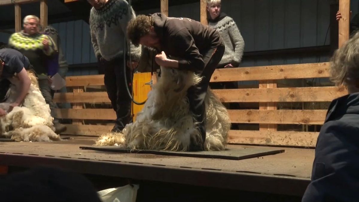 No Comment : un concours déjanté de tonte de moutons en Islande