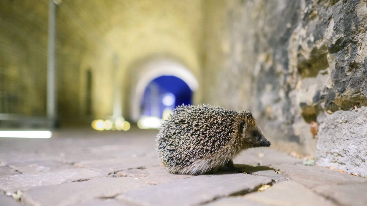 Pusztulás útján a sünök, az elmúlt évtizedben 30%-kal csökkent a számuk