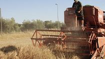 Antonio Onorati falcia i campi con un macchinario restaurato