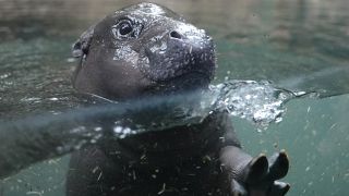 Baby pygmy hippo Toni’s underwater debut delights berlin zoo visitors