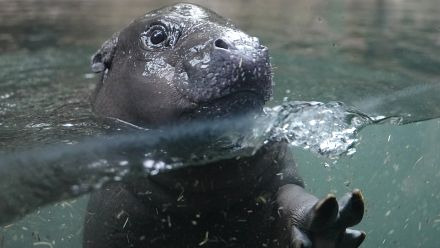 Baby pygmy hippo Toni’s underwater debut delights Berlin Zoo visitors