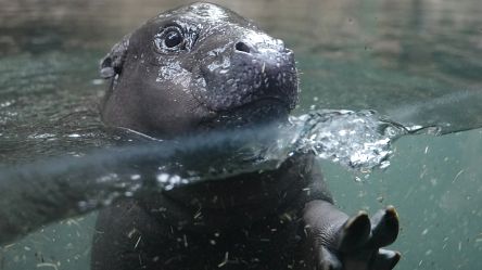 Baby pygmy hippo Toni’s underwater debut delights Berlin Zoo visitors