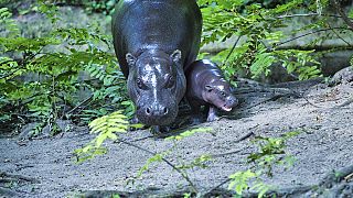 Baby pygmy hippo takes first underwater dip in Berlin zoo pool