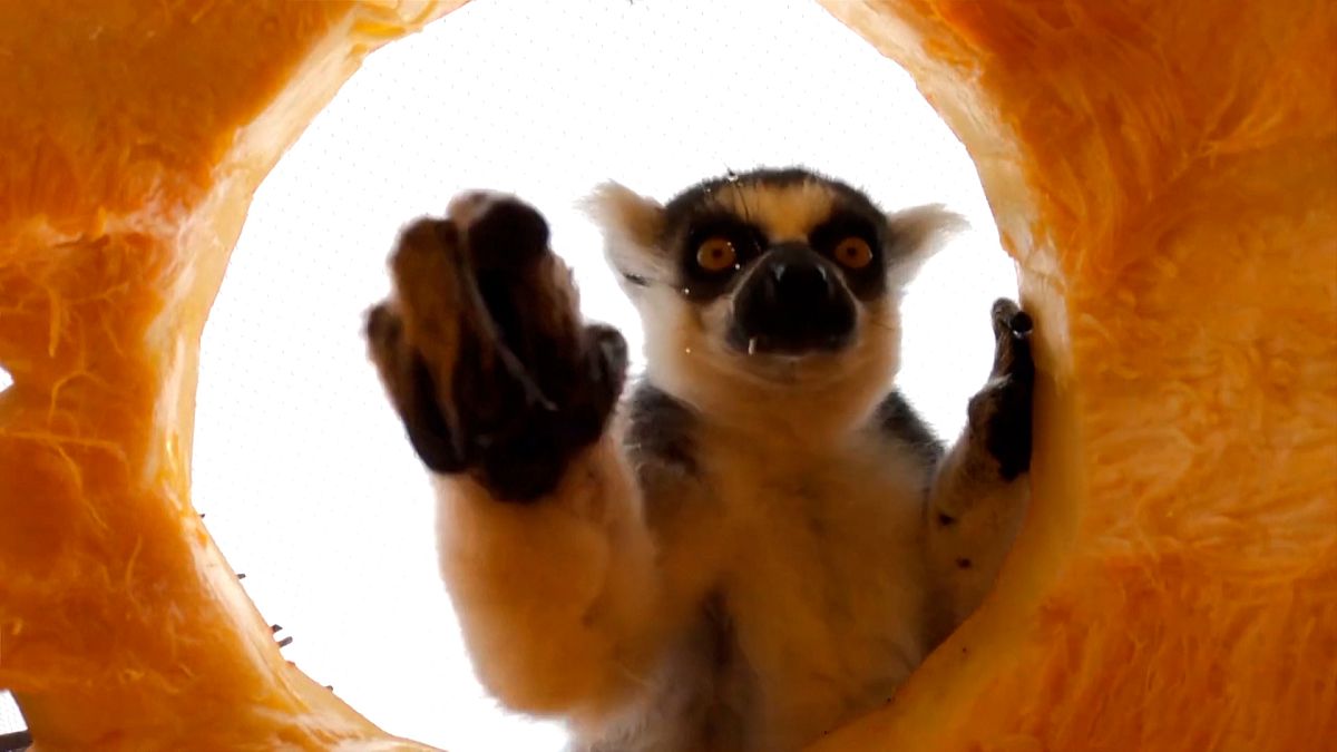 No Comment. Halloween au Zoo, les animaux ont aussi droit à des citrouilles !