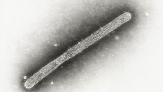 FILE - This 2005 electron microscope image shows an avian influenza A H5N1 virion.
