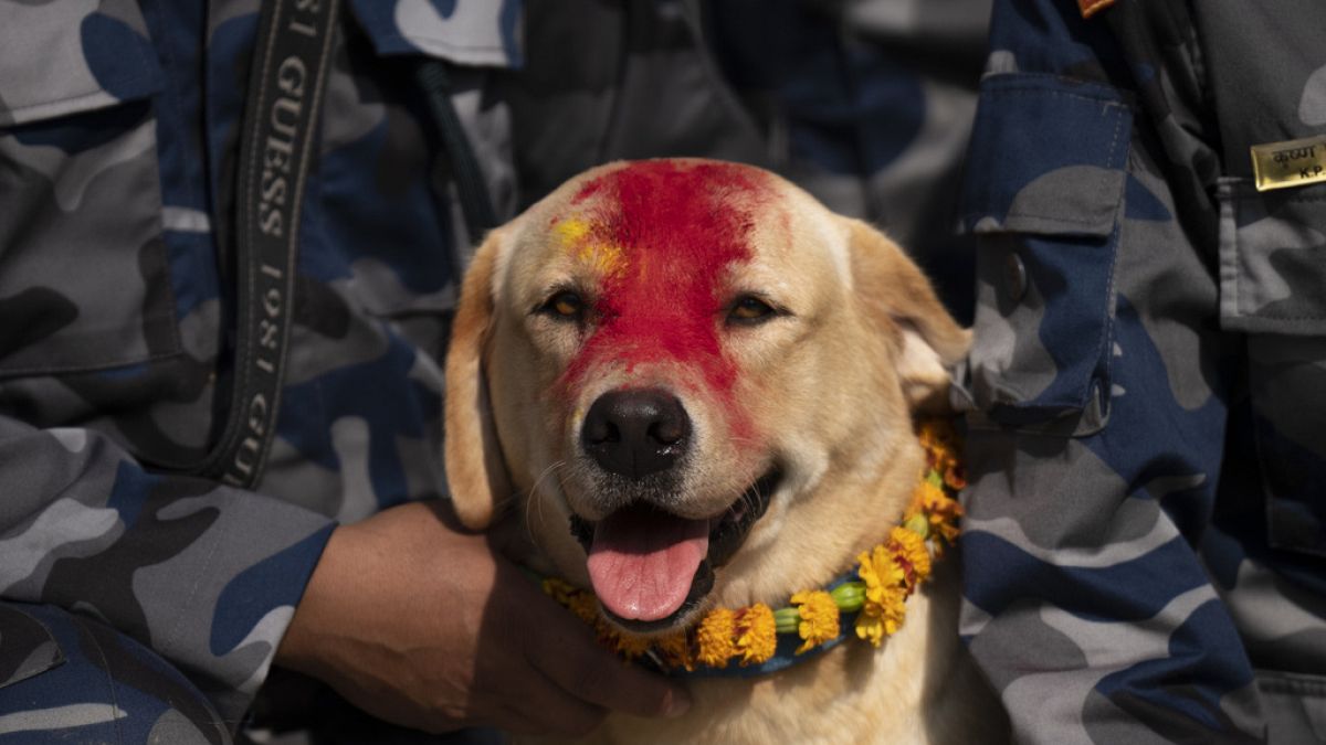 No Comment : les chiens du Népal célébrés lors du festival de Kukur Puja