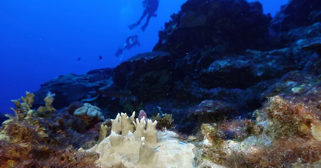 Fourth mass coral bleaching prompts UN alarm