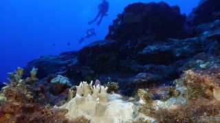 Fourth mass coral bleaching prompts UN alarm