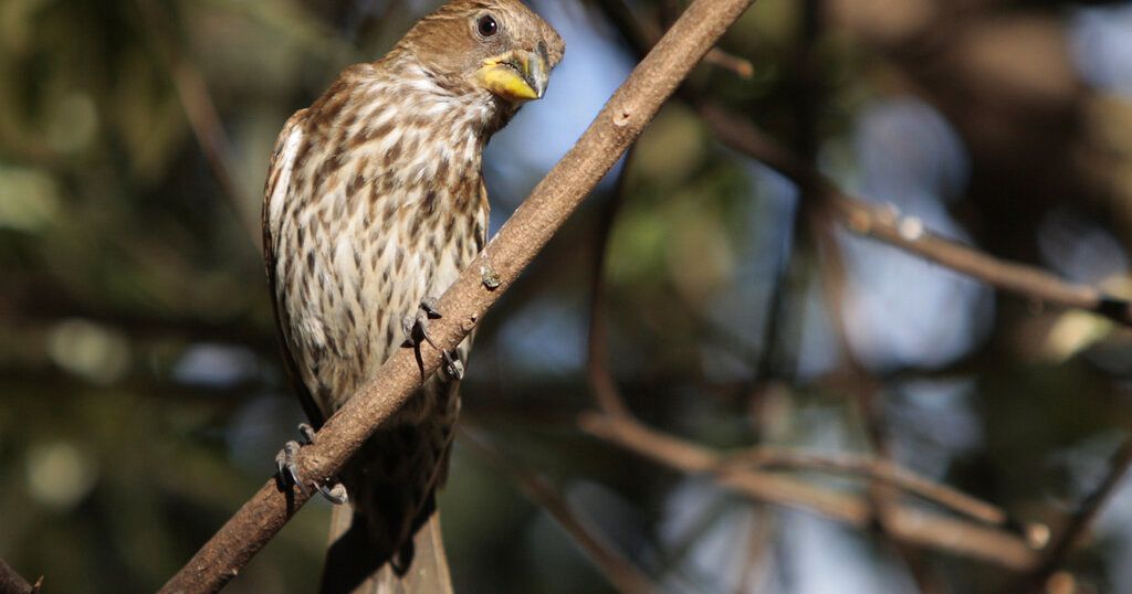 Kenya : l'IA analyse le chant des oiseaux pour surveiller les forêts