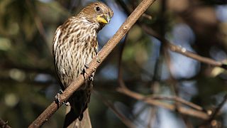 Kenya : l'IA analyse le chant des oiseaux pour surveiller les forêts