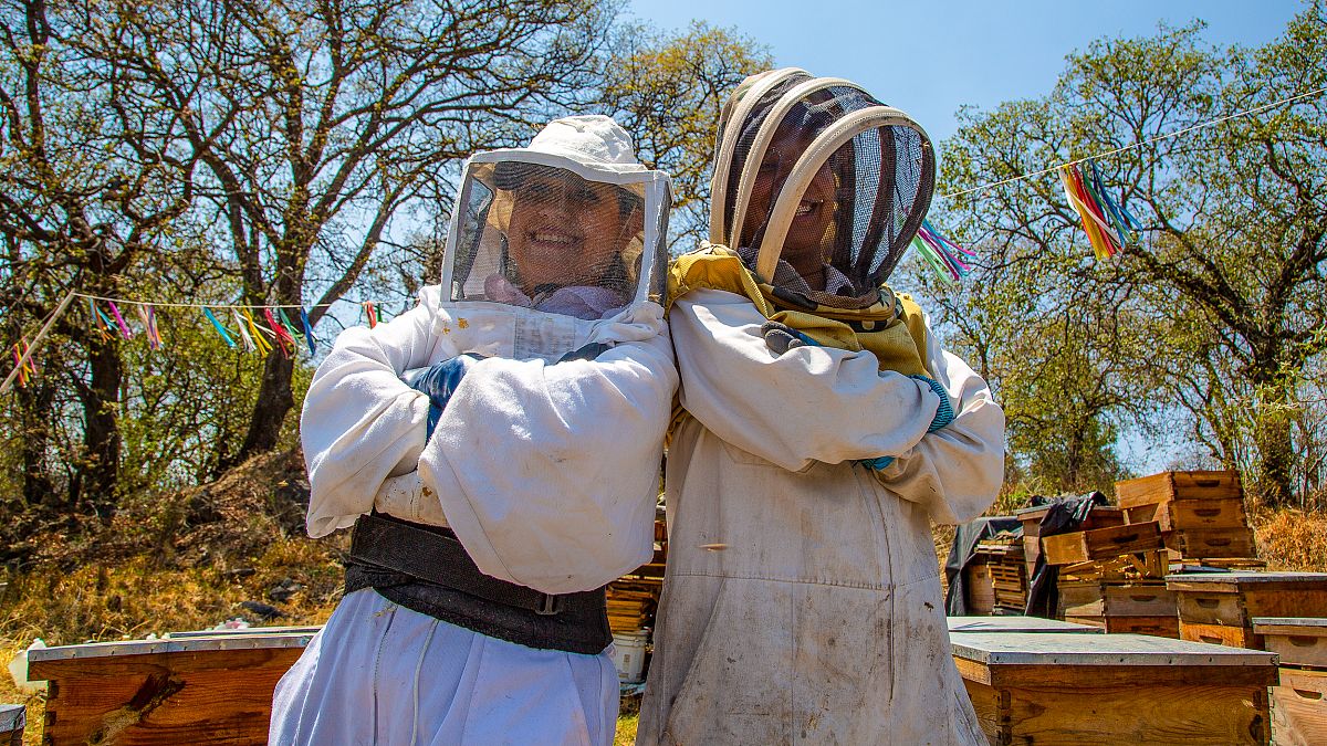 Watch: The bee angels safeguarding millions of bees in Mexico