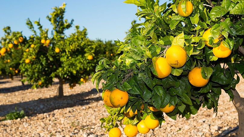 Orange trees in Valencia