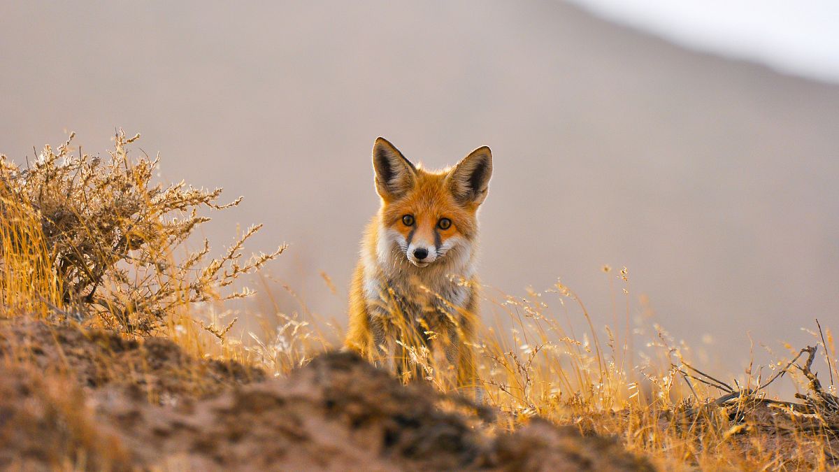 Karakum to the Caspian: Turkmenistan’s untouched natural wonders