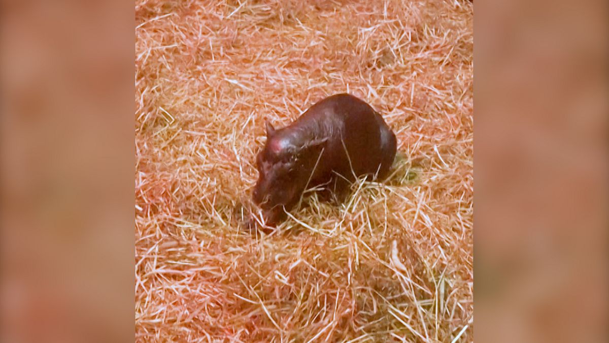 Video. Meet Haggis, an adorable newborn pygmy hippo at Edinburgh’s zoo