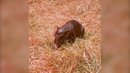 Meet Haggis, a newborn pygmy hippo at Edinburgh's zoo