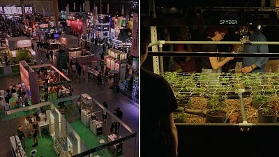 Cannabis, mushrooms, and wellness: Inside Buenos Aires' biggest cannabis event