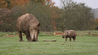 Au Royaume-Uni, les premiers pas d'un bébé rhinocéros blanc du Sud