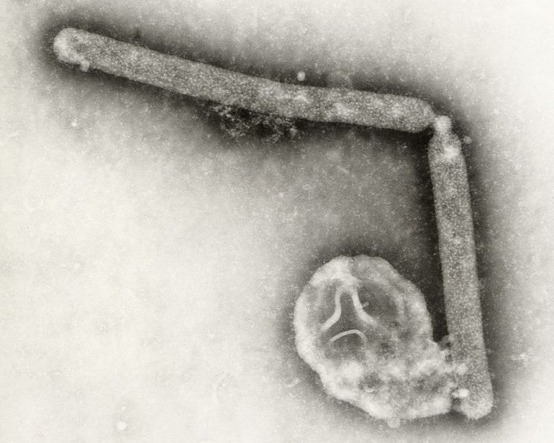 Deux virions de l'influenza A (H5N1), un type de virus de la grippe aviaire. Image au microscope électronique fournie par les CDC américain. 