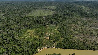 Amazonie : la déforestation en net recul de près 31%