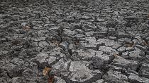 COP29 : soutenir les petits agriculteurs, un investissement clé pour le climat