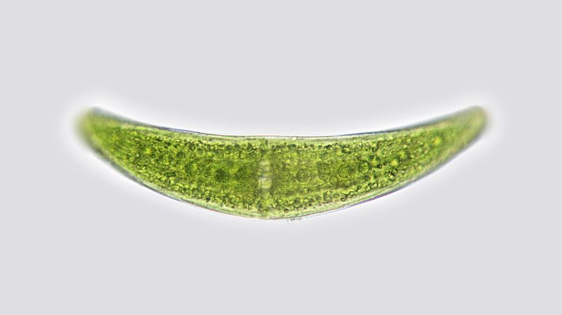 Un alga verde unicelular