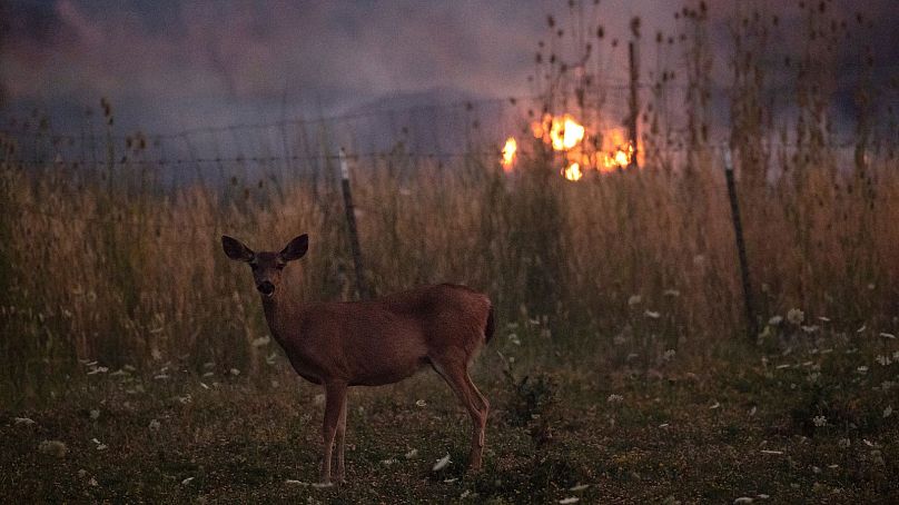 Hemmed in by a barbed wire fence, a deer stands as a wildfire burns through Lakesport, California, in July 2018.