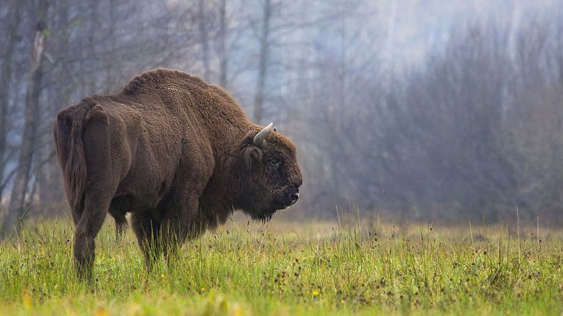 A bison grazes in the Bialowieza Forest, in eastern Poland.