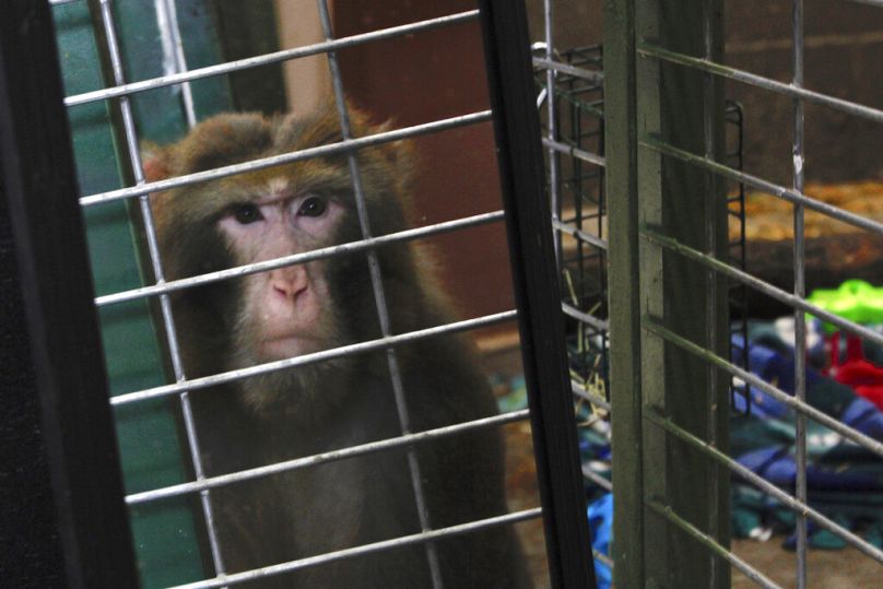 FILE - In this May 13, 2019, photo, a mirror is held up to Izzle, a rhesus macaque, at Primates Inc., in Westfield, Wis.