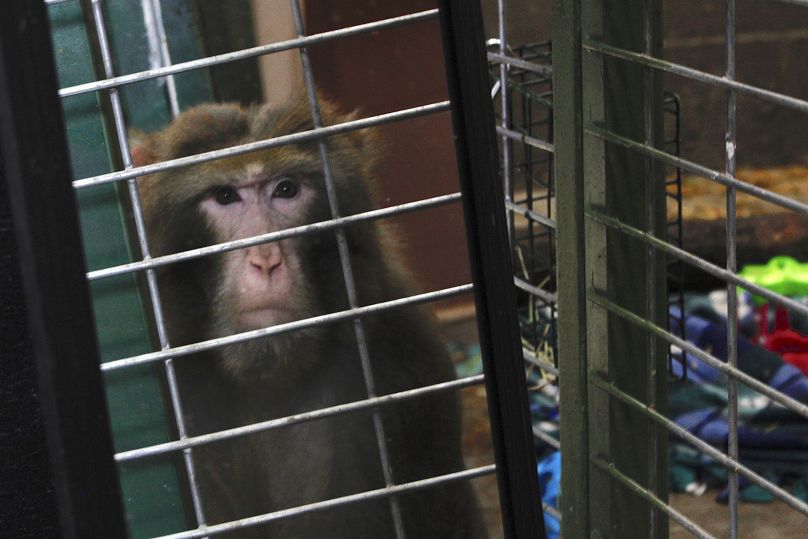 Izzle, un macaco rhesus, mira a la gente a través de su reflejo en el espejo