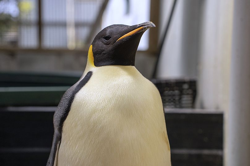 Gus, pinguini perandor i zbuluar në një plazh jugor të Australisë