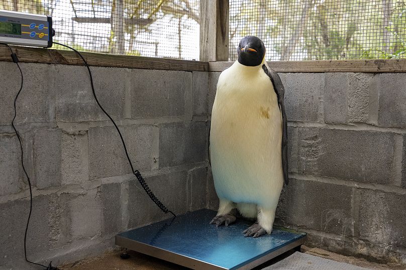 Gus has travelled 3,500km from his usual home and shows signs of malnourishment after his adventures