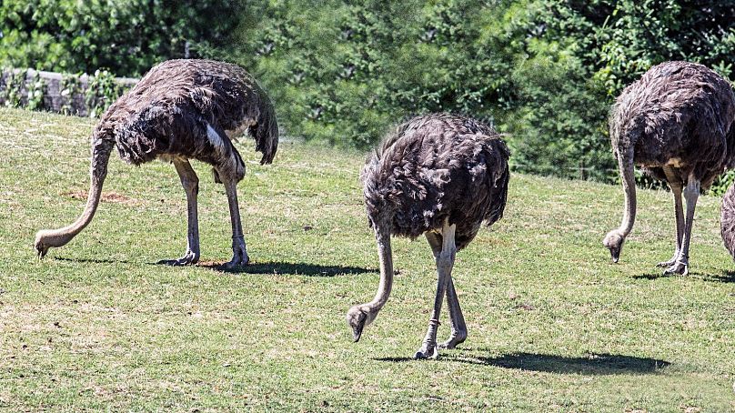 شترمرغ‌ها بسیاری اوقات برای یافتن غذا سر خود را پایین نگه می‌دارند