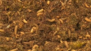 Kenya : les larves d'insectes décomposent les déchets alimentaires