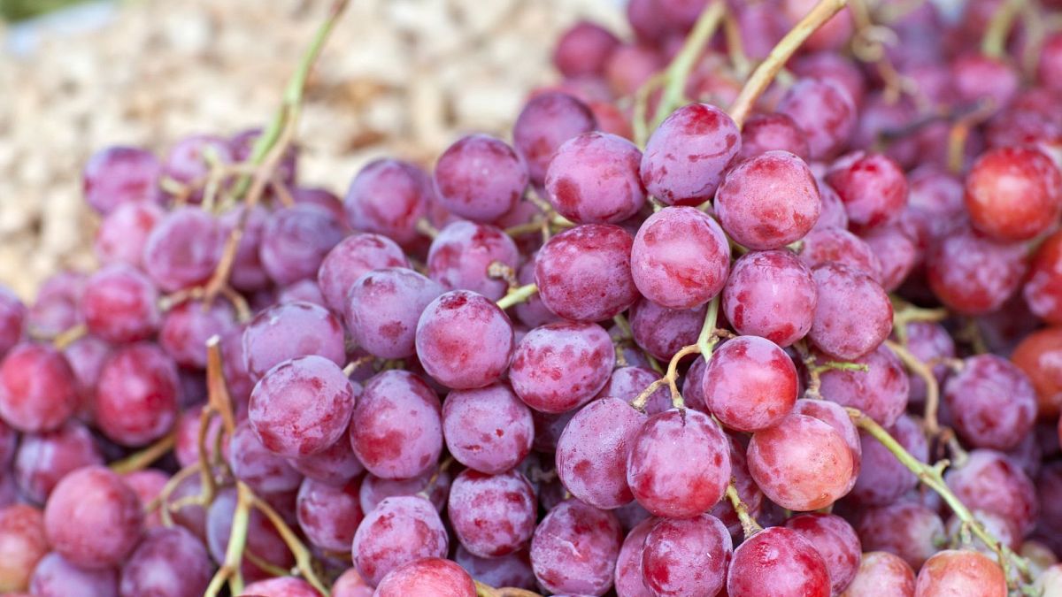 Can a chemical found in red grapes prevent bowel cancer? UK scientists want to find out