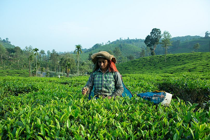 Tea plantation in Kerala