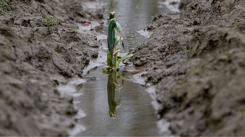 A flooded field in West Flanders, Belgium, in February 2024