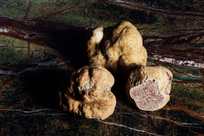 White truffles in Alba, northern Italy, are at risk from the climate crisis