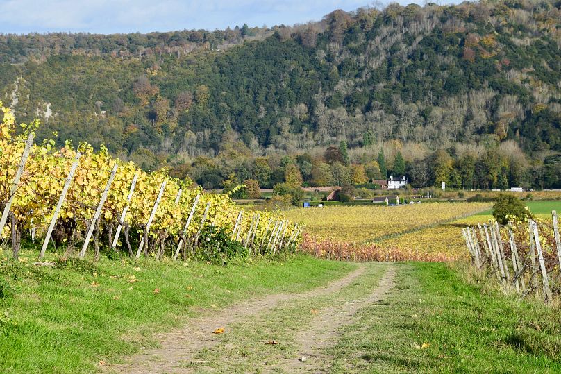 A vineyard in Dorking, UK - the country could see more vineyards spring up as the climate crisis creates a newly grape-friendly environment