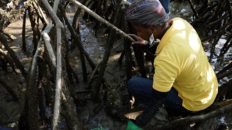 Collecting piangua in the mangroves is hard work