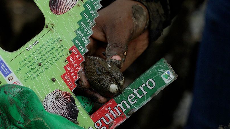 The women use the piangometer to ensure that the specimens have reached maturity
