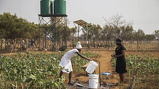 Zimbabwe : une agriculture alternative face au changement climatique 