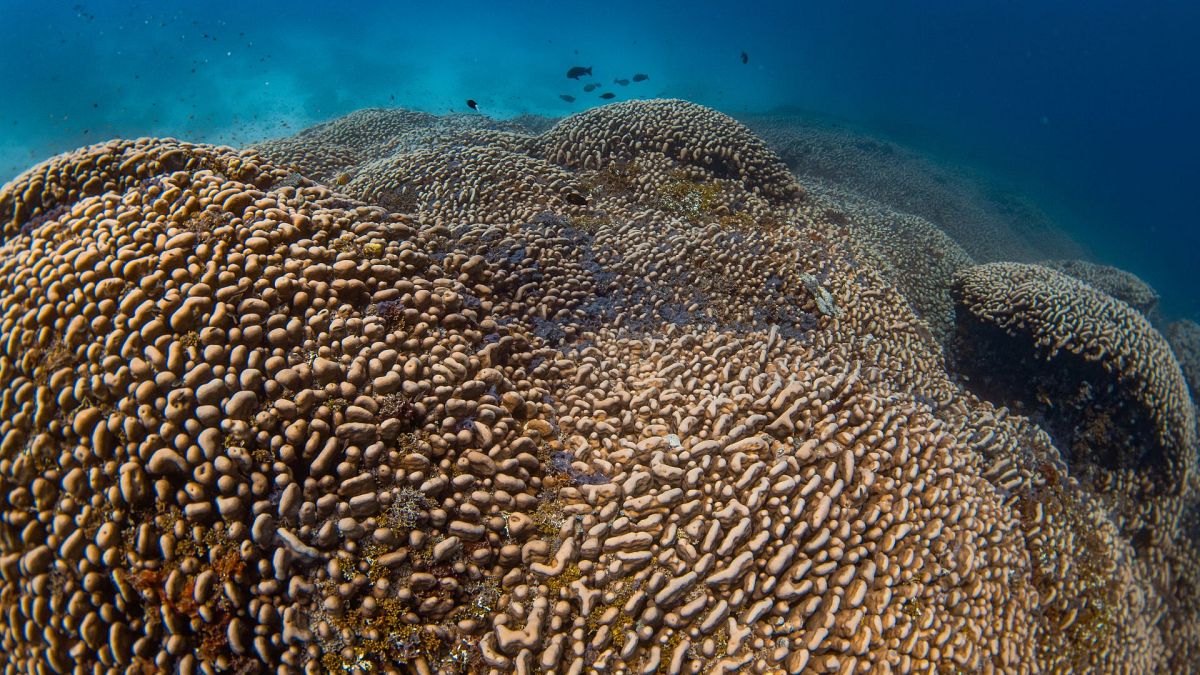 Mega coral visible from space discovered in the Solomon Islands