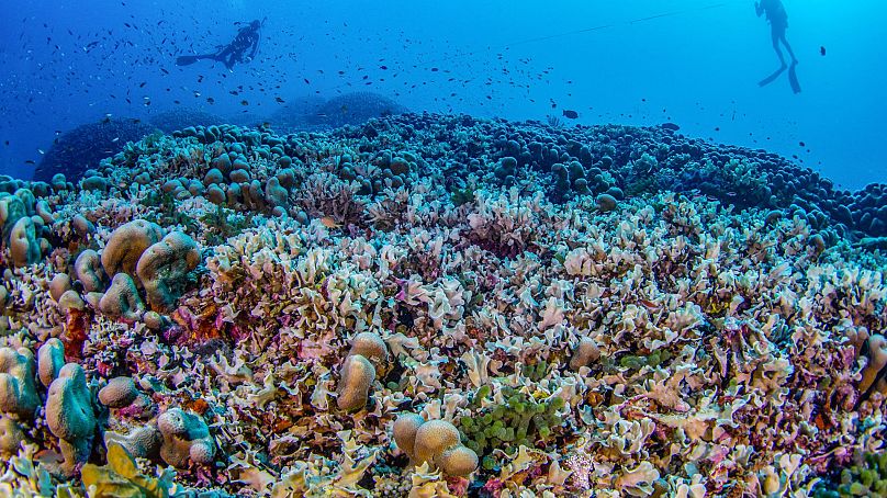 Divers from National Geographic Pristine Seas measure the world’s largest coral colony in the Solomon Islands.