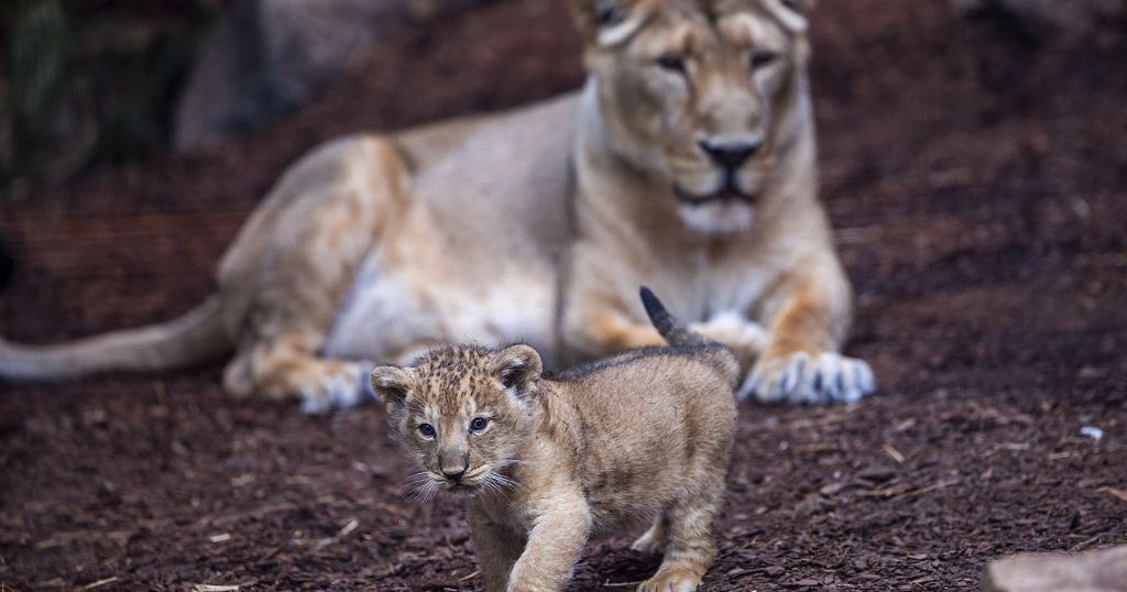 Rare Atlas lion cub celebrated in Morocco as an important moment in conservation