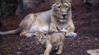 Un lionceau de l’Atlas voit le jour à Rabat, signe d’espoir pour l’espèce